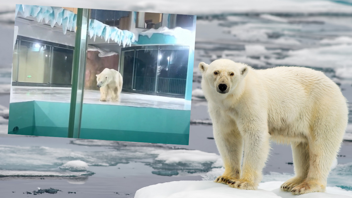 Chiny. Hotel z całodobową wystawą niedźwiedzi polarnych 