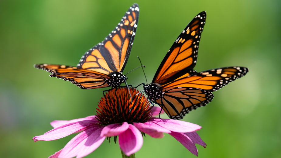 W Polsce występują ponad trzy tys. gatunków motyli. Fot. Dave/stock.adobe.com