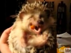 Zobacz miny zabawnego jeżyka