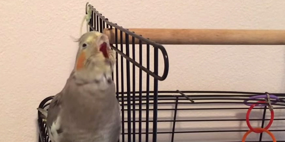 Wyjątkowa papuga podbija internet