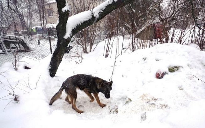 Zagłodzone niemal na śmierć. Sto psów czeka na pomoc