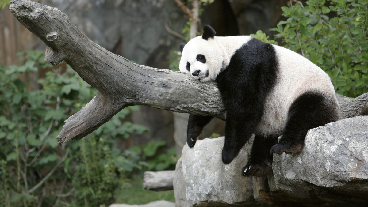Zmarła najstarsza panda Japonii. Zwierzę miało 28 lat