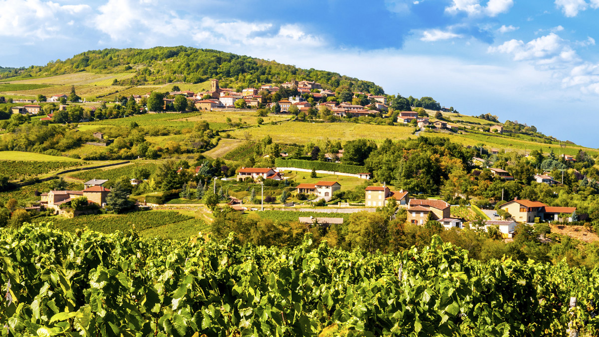 Kolejny rocznik Beaujolais nouveau, czyli młodego czerwonego wina z okolic miasta Beaujeu, od prawie pół wieku co roku pojawia się w sklepach i restauracjach we Francji i na świecie w tym samym dniu.