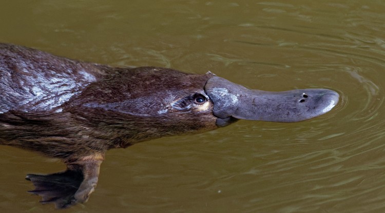 Platypus