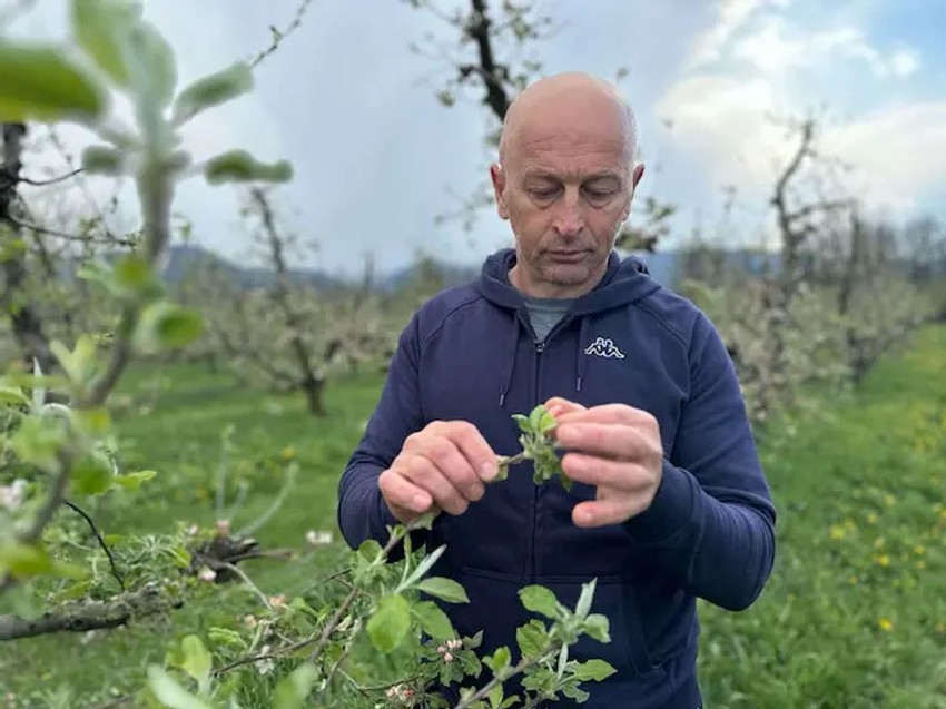 Agronomske mere i savremeni antifrost sistemi su preskupi za lokalne voćare