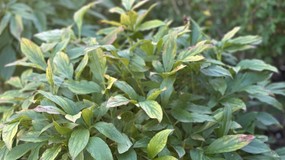 Czy obcinać liście piwonii na zimę? Jesień to dobry moment na nawożenie