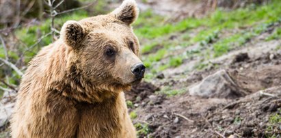 Nastolatka ruszyła na niedźwiedzicę, by ratować psy. Zaskakujące nagranie