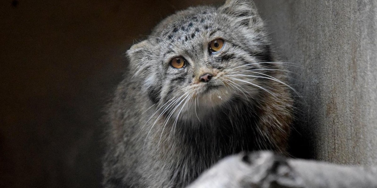 Manul ucienikier wrócił do poznańskiego zoo