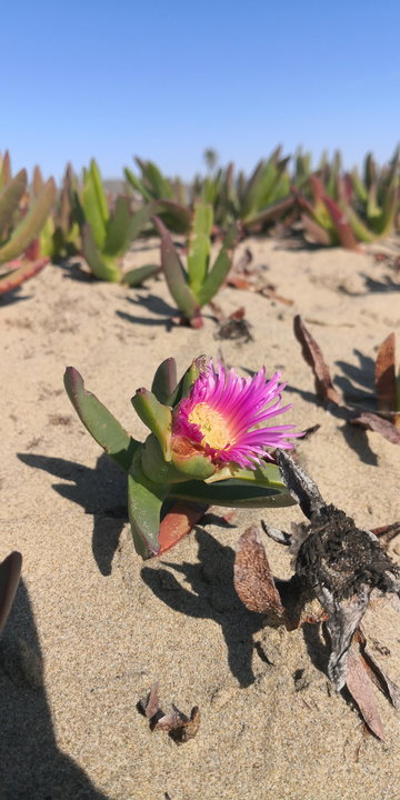 Morro Rock