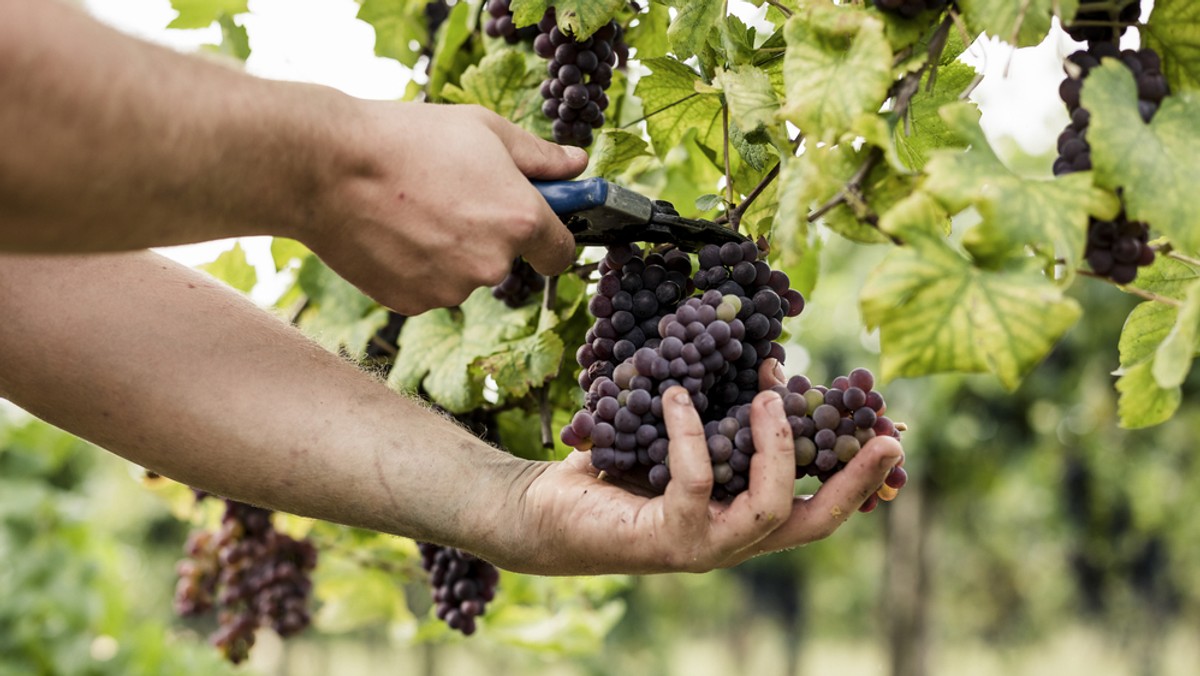 Zbiory winogron zaczęliśmy miesiąc wcześniej niż zwykle – powiedział Jacek Turnau z winnicy w Baniewicach (Zachodniopomorskie). Jak zaznaczył, tegoroczna pogoda wpłynęła także na ilość i jakość owoców.