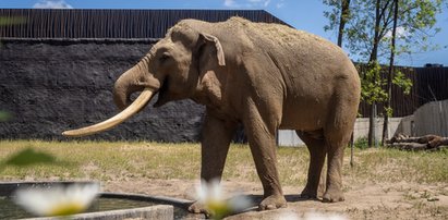 Olek będzie atrakcją Orientarium