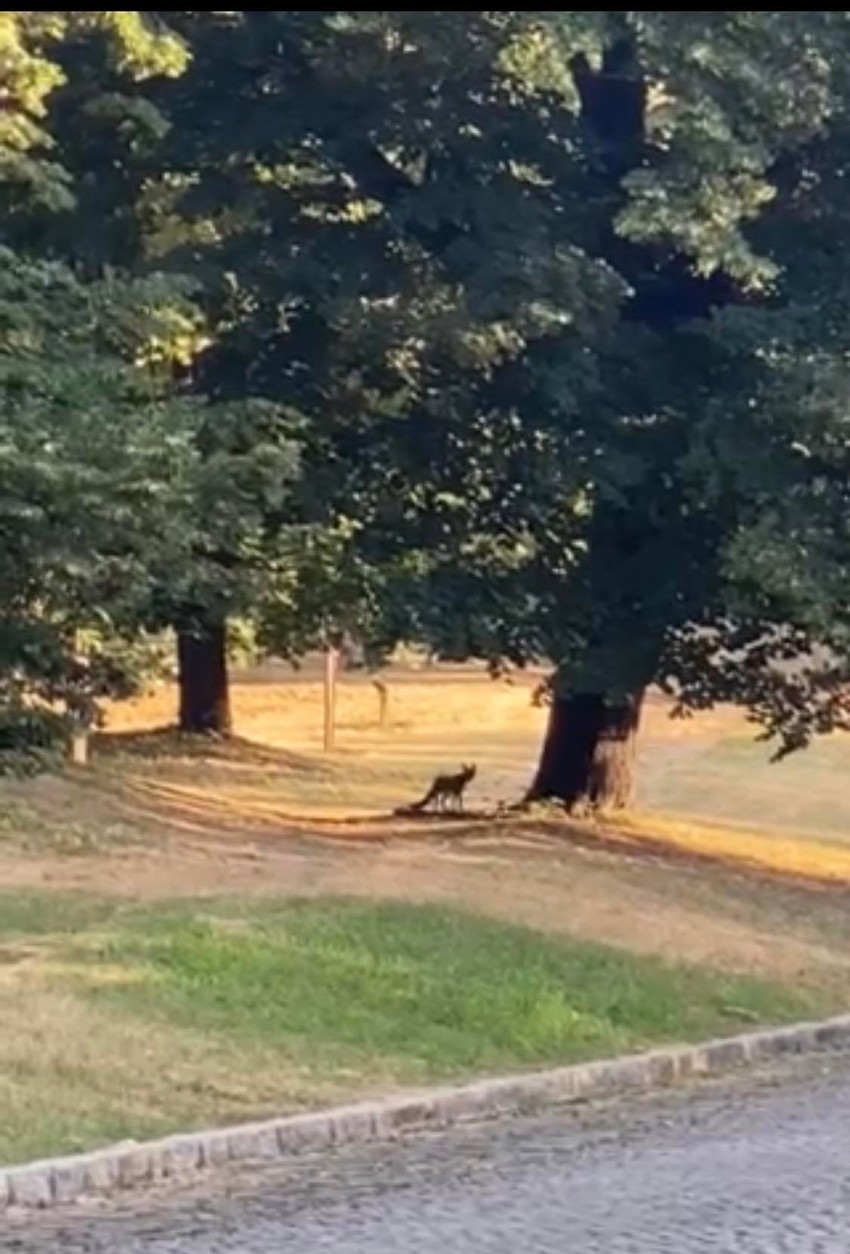 Lisica na Petrovaradinskoj tvrđavi