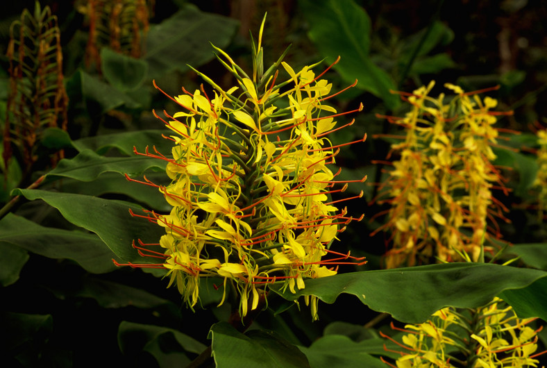 Wianecznik Gardnera (Hedychium gardnerianum)