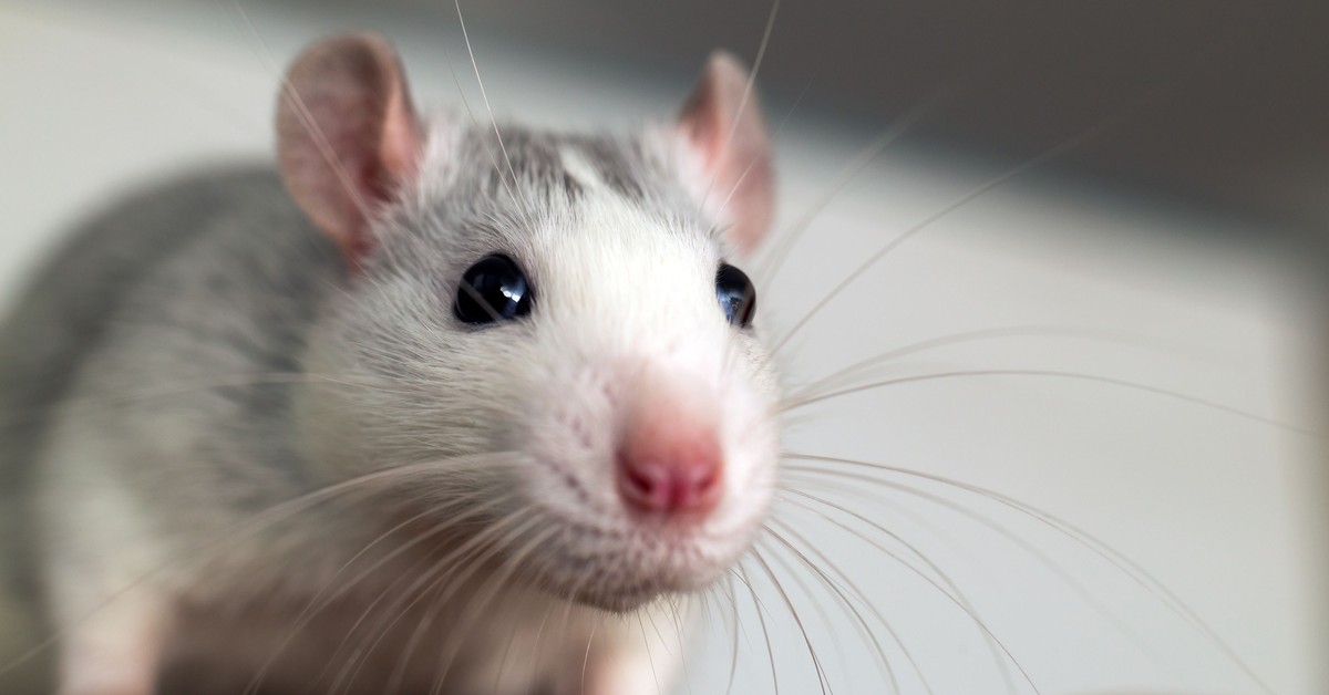 Szczury w Paryżu. Powołano grupę roboczą ds. wspólnego życia z gryzoniami