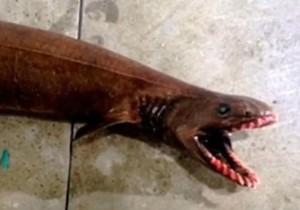 563363_cudoviste-foto-youtube-cnnn-news