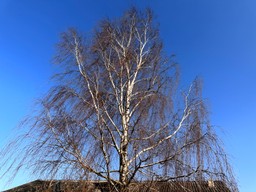 czy można wyciąć brzozę bez zezwolenia w 2025? jaka kara za wycięcie drzewa bez pozwolenia? nowe przepisy 2025 gov org