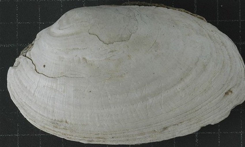 (FOTO: Naturalis, Leiden: Stephen Munro)