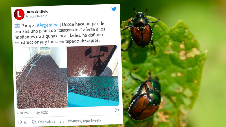 "Plaga egipska" w Argentynie. Miliony chrząszczy zalewają całe miasta