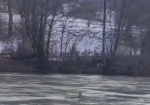 Srna pliva maticom Lima