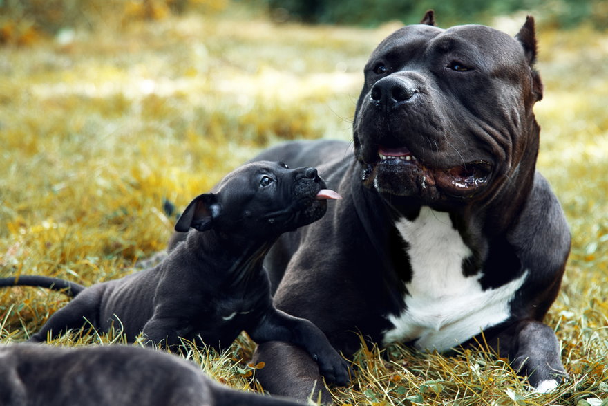 Amstaff - Adobe Stock - Luxorpics