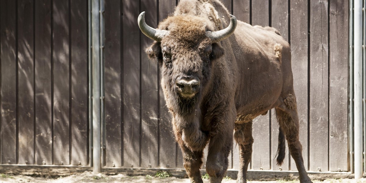 Horror w Białowieży. Żubr zaatakował turystę