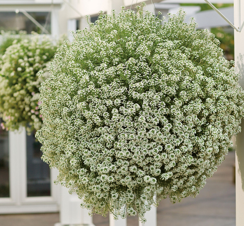 Lobularia "Snow Princess"