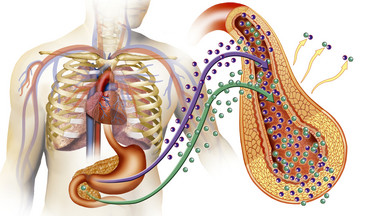 Insulina – anaboliczny pogromca węglowodanów