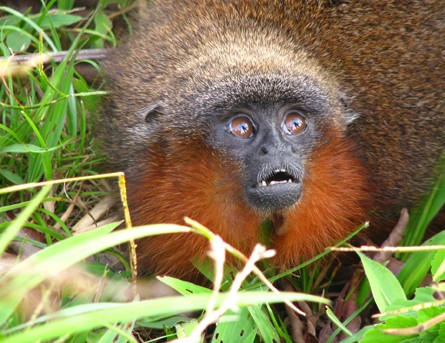 Callicebus caquetensis - "mrucząca małpa"