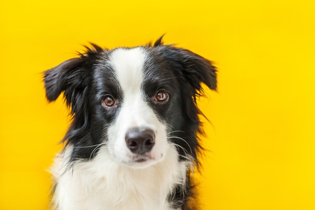 Pies rasy border collie