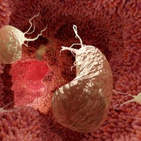 Mit okoz a Helicobacter pylori baktérium és mit tehetünk ellene?