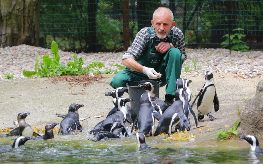 Pokazowe karmienie pingwinów w łódzkim ZOO