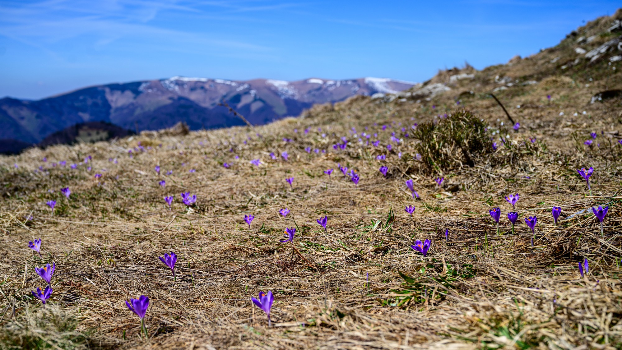 Šafran karpatský na vrchu Zvolen vo Veľkej Fatre