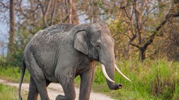 dzikie słonie azjatyckie i ludzie. prosta aplikacja pomaga im razem ży
