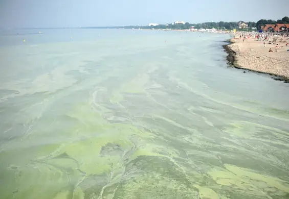 Dokuczliwe sinice nad Bałtykiem to skutek rolnictwa i wysokich temperatur