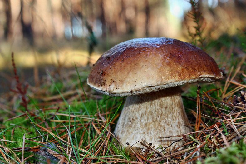 Borowik szlachetny (Boletus edulis)