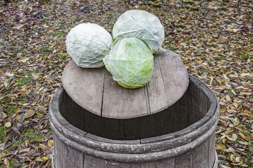 Veći procenat suve materije bolji kvalitet kupusa.