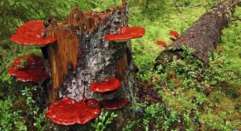 ___3902359___https:______static.pulse.com.gh___webservice___escenic___binary___3902359___2015___6___24___13____83800057_c0057694-reishi_fungus-spl