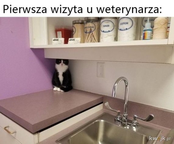 Światowy Dzień Lekarzy Weterynarii. Oto najlepsze memy