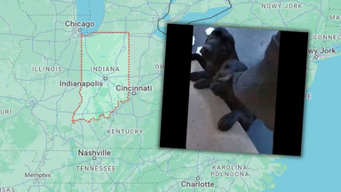 Amerykański policjant uratował dwa labradory. Były uwięzione w lodowatym stawie [WIDEO]