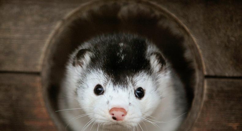 A mink looks out of its cage at a fur farm in Belarus. November 22, 2011.