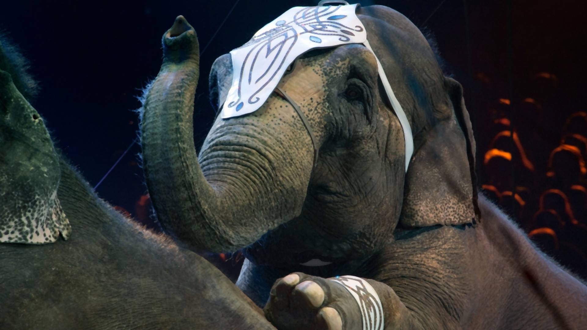New Jersey oficiálne zakázalo vystupovanie divokých zvierat v cirkusoch