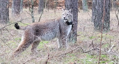 Takiego spotkania się nie spodziewała w Tatrach. Stanęła oko w oko z duchem puszczy