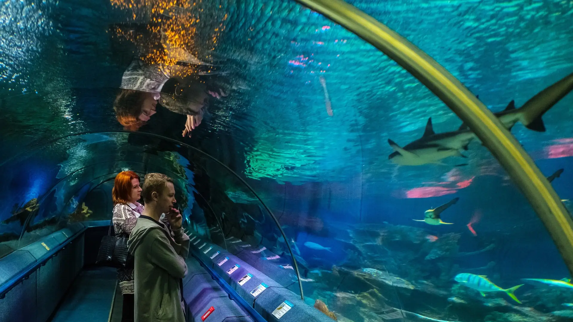 W Gdańsku powstanie nowoczesny park rozrywki z oceanarium. Zobacz najnowszą zapowiedź