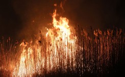 Pożar BPN wybuchł, gdy rodzą się młode łosie, sarny i jelenie. 'To prawdziwy kataklizm'