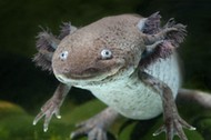 Axolotl swimming in an aquarium tank