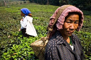 Spadek produkcji żywności na świecie ożywia widmo drożyzny i zamieszek