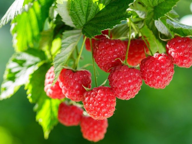 Maline