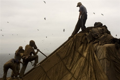 PERU GUANO FEATURE