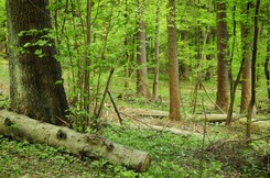 Woś: Bez zakazu wstępu do lasu, ale miejsca biwakowe, parkingi i ścieżki edukacyjne nadal zamknięte