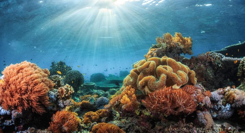 The oceans absorb billions of tons of carbon dioxide from the atmosphere. The world would be a lot warmer without them.mihtiander/Getty Images